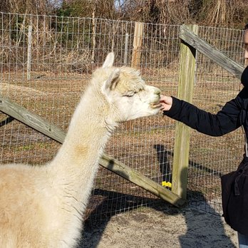 Jersey Shore Alpacas - Zoos Near Me - Cape May, New Jersey Jersey Shore Alpacas - Zoos Near Me - Cape May, New Jersey