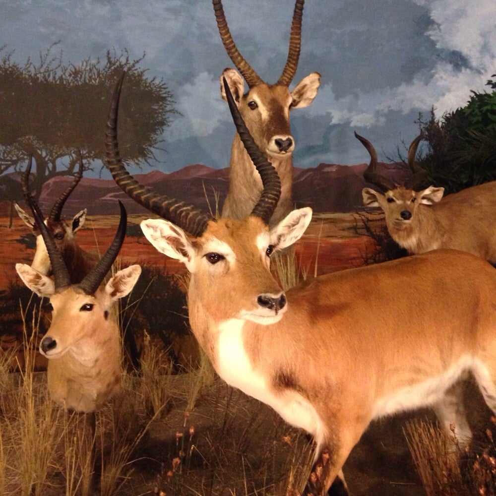 Sundre Museum, Alberta Roadtrippers