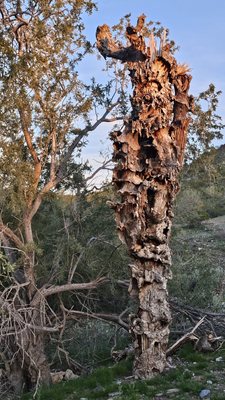 Dreamy Draw Recreation Area by null