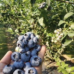 a hand holding a bunch of blueberries a hand holding a bunch of blueberries