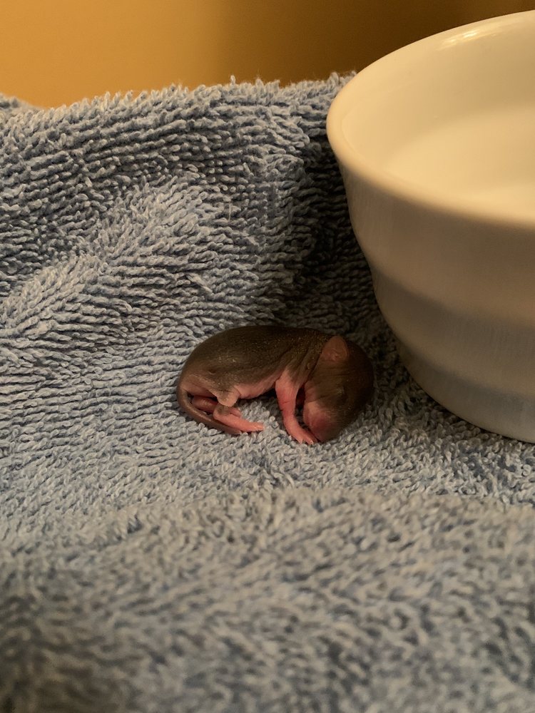 WALDEN’S PUDDLE Updated September 2024 14 Photos & 12 Reviews Joelton, Tennessee Animal