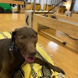 Core Wisdom - Every now and then you'll even see my dog make an appearance in our Boulder, Colorado Pilates studio. What a good boy!