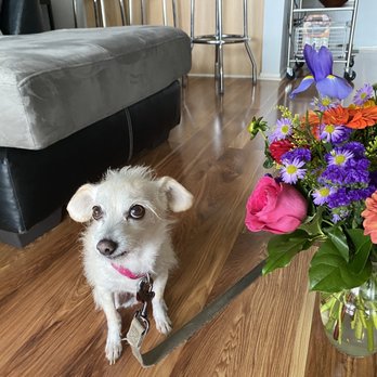 J Flowers - Trixie and the flowers! - Florists Near Me - Redondo Beach, California J Flowers - Trixie and the flowers! - Florists Near Me - Redondo Beach, California