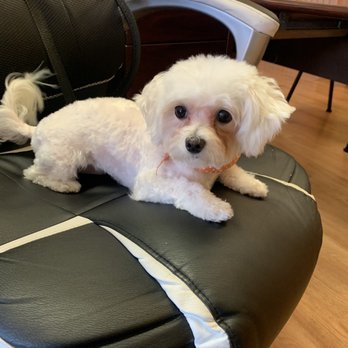 K & A  Grooming - Pet Groomers Near Me - Pflugerville, Texas