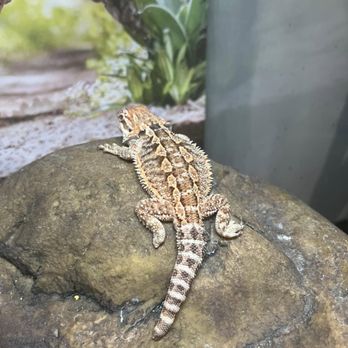 Pets & Things - Missing toe, foot and tip of tail. - Pet Stores Near Me - Kalkaska, Michigan Pets & Things - Missing toe, foot and tip of tail. - Pet Stores Near Me - Kalkaska, Michigan