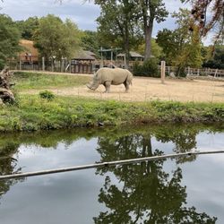 Peoria Zoo - Rhinoceros. Giraffes.