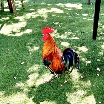 Oasis Mediterranean Cuisine - Key West Roosters - Mediterranean Near Me - Key West, Florida