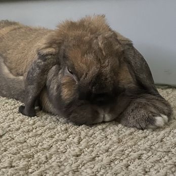 Sunshine Rabbit Center - Chilling at home after visiting sunshine center - Pet Groomers Near Me - Long Beach, California Sunshine Rabbit Center - Chilling at home after visiting sunshine center - Pet Groomers Near Me - Long Beach, California