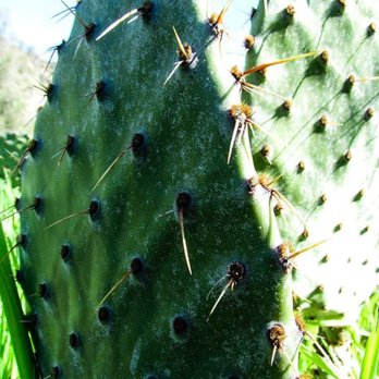 Wilderness Gardens Preserve - Hiking Near Me - Pala, California