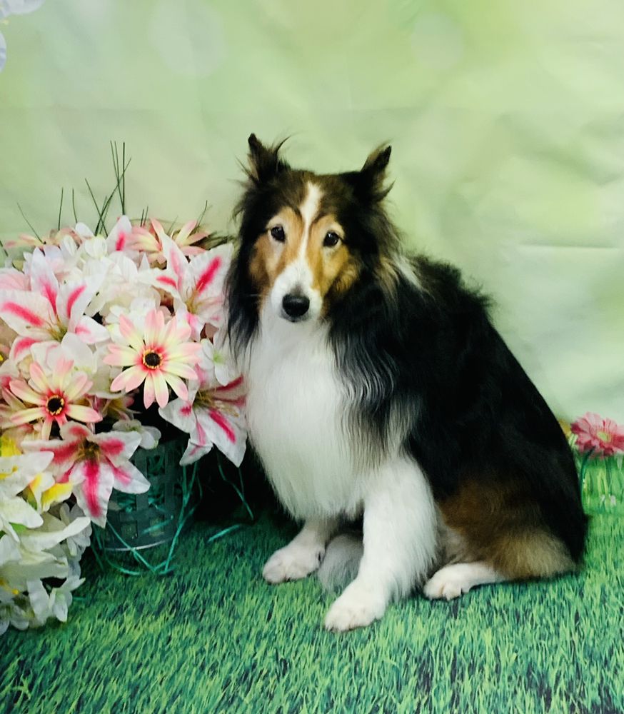 LOVING LATHER MOBILE PET GROOMING 79 Photos & 31 Reviews Pet