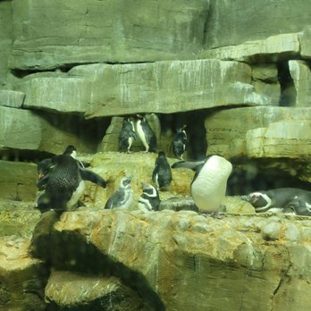 Shedd Aquarium - Aquariums Near Me - Chicago, Illinois Shedd Aquarium - Aquariums Near Me - Chicago, Illinois