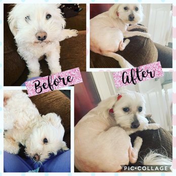 Ooh Puppy - Our Furry Baby - Pet Groomers Near Me - La Mirada, California Ooh Puppy - Our Furry Baby - Pet Groomers Near Me - La Mirada, California
