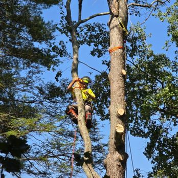 THN Tree Service And Removal - Rigging away from power line - Tree Services Near Me - Bedford, Virginia THN Tree Service And Removal - Rigging away from power line - Tree Services Near Me - Bedford, Virginia
