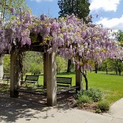 Applegate Jesuit Retreat Center - Springtime Wisteria blooming in the grassy area, for more photos see our website at: https://www.uccr.org/applegate/