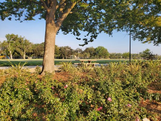 Roosevelt Park by null