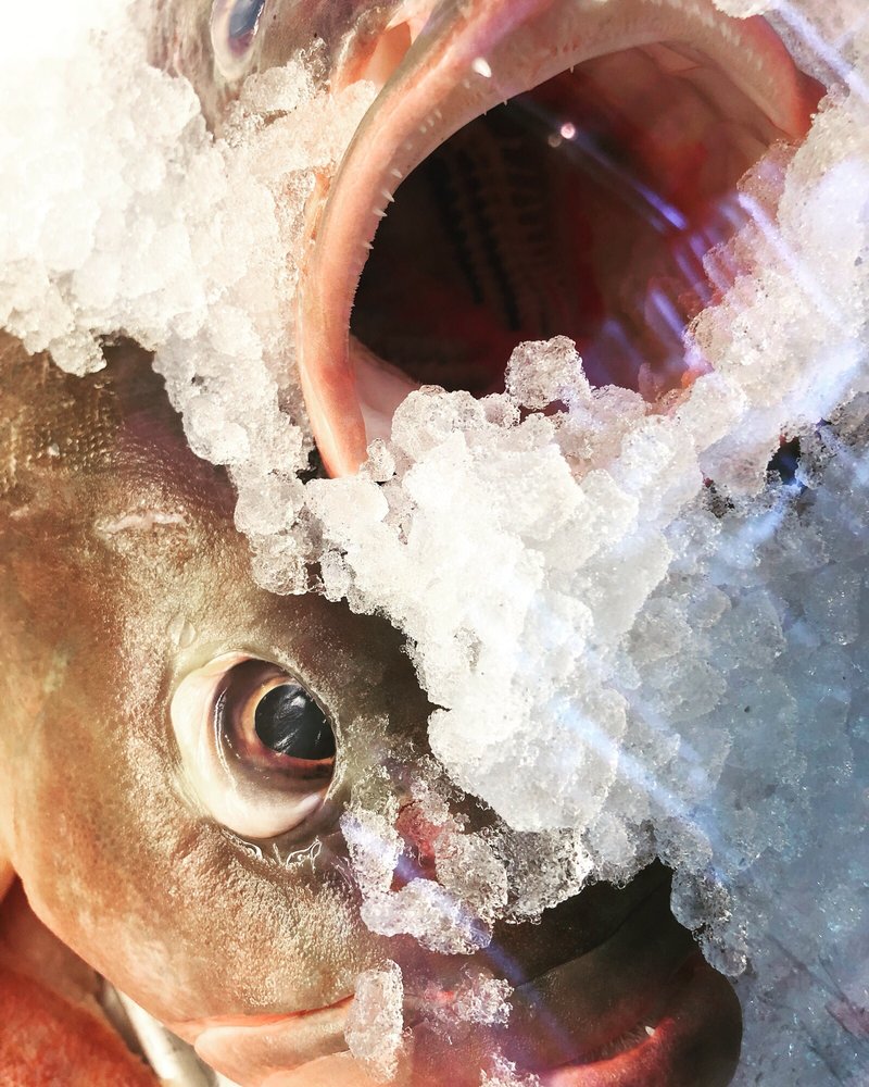 CAPLINGER’S FRESH CATCH 686 Photos & 713 Reviews Seafood Markets