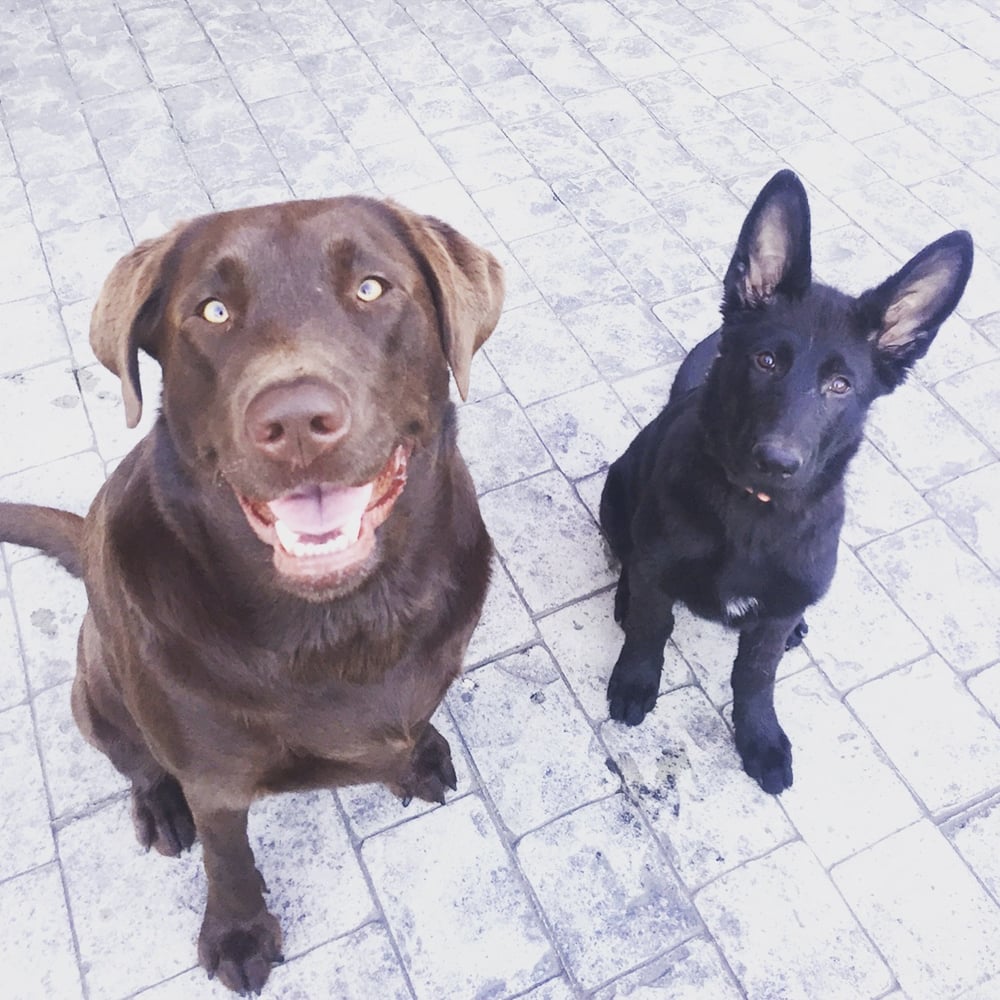 PAWSERCISE Dog Walkers 8631 Kosta Browne, San Antonio, TX Phone