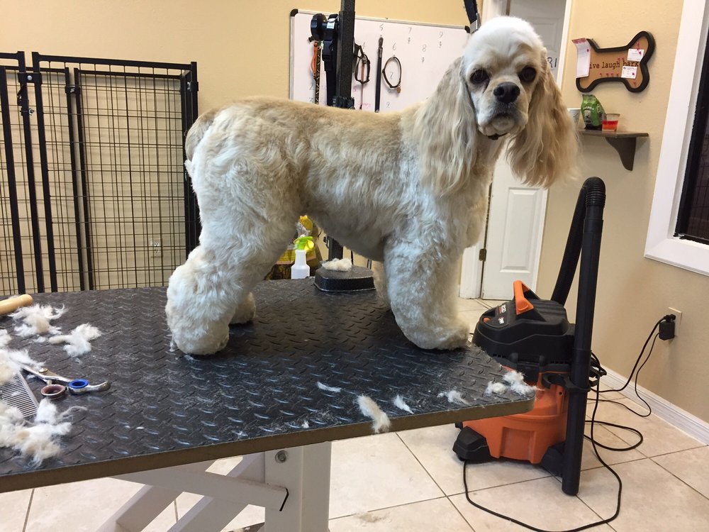 ALL FUR LOVE PET GROOMING & BOARDING CLOSED 21 Photos 2137 N