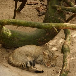 Ogród Zoologiczny w Bydgoszczy - Zawsze czujny żbik