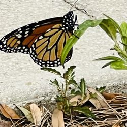 Auburndale Rotary Butterfly Park