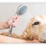 Photo of Chow Down Pet Supplies