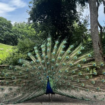 Bronx Zoo - Peacock - Zoos Near Me - Bronx, New York Bronx Zoo - Peacock - Zoos Near Me - Bronx, New York