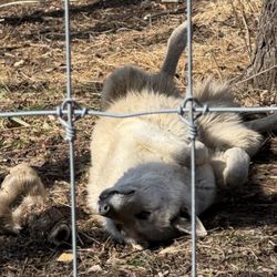 She's so happy lying next to her deer leg.