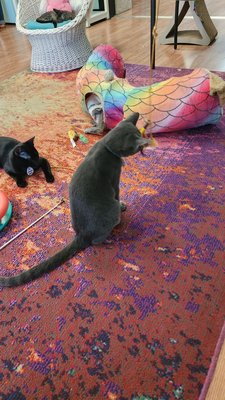 Catnip Cat Cafe by null