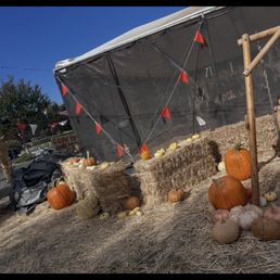 decor/pumkins