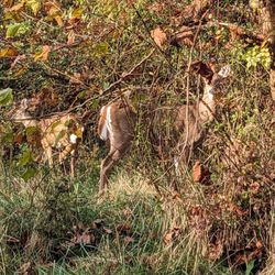 Sargent Road Nature Park - Yes, deer!
