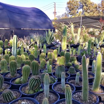 Green Solutions Nursery - Nurseries & Gardening Near Me - Somis, California