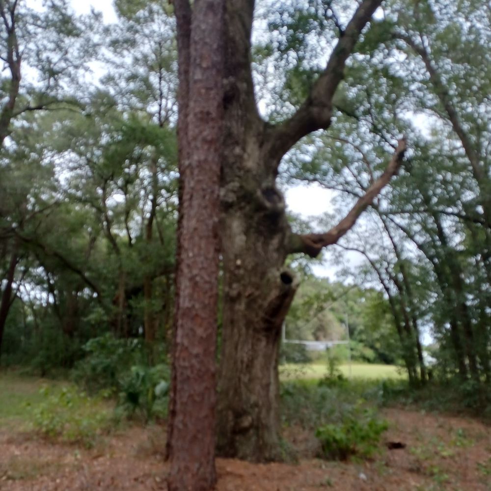 Jervey Gantt Park - Parks Near Me - Ocala, Florida