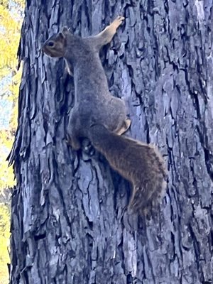 Reverchon Park by null