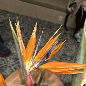 Ravello - Bird of paradise! - Italian Near Me - Orlando, Florida
