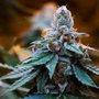 Photo of Deeply Rooted Boutique Cannabis Company
