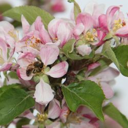 Champlain Valley Apiaries