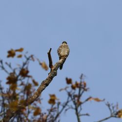 Mount Royal Cemetery - Merlin