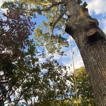 Pioneer Enterprises - Tree Services Near Me - Hampton, Virginia Pioneer Enterprises - Tree Services Near Me - Hampton, Virginia