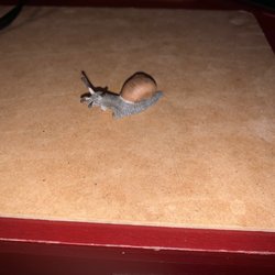 Magic Box Toys - Hugo