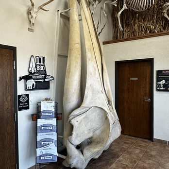 BONES & BONES Ⅱ / ASPARAGUS,LOSTAGE,the kalifano-fossils-minerals-