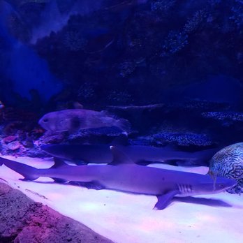 Via Aquarium - Sharks - Aquariums Near Me - Schenectady, New York Via Aquarium - Sharks - Aquariums Near Me - Schenectady, New York