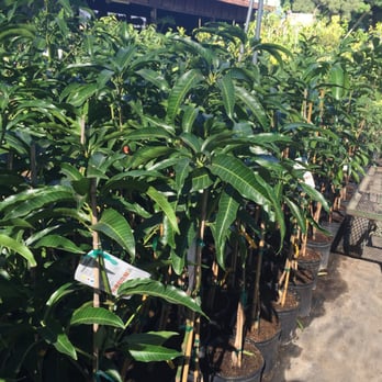 Champa Nursery - Rows and rows of different mango varieties - Nurseries & Gardening Near Me - El Monte, California