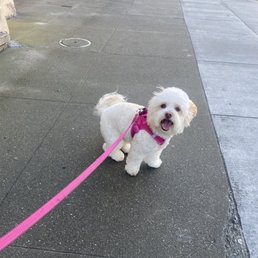 Luna after a fresh grooming