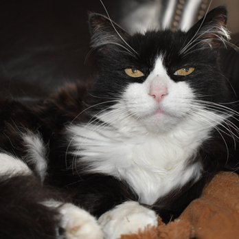 monrovia dog and cat hospital