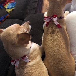 Dog sisters Dog sisters
