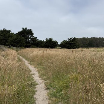Wavecrest Open Space - When the forks take this way to the left. The trees ahead are the Cypress Tree Tunnel take - Beaches Near Me - Half Moon Bay, California Wavecrest Open Space - When the forks take this way to the left. The trees ahead are the Cypress Tree Tunnel take - Beaches Near Me - Half Moon Bay, California