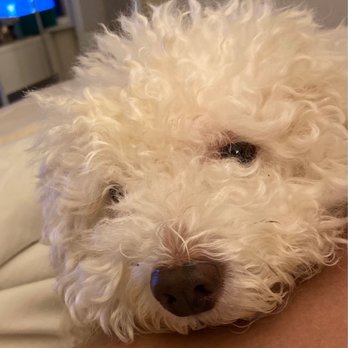 Groomingville - This is Beau before - Pet Groomers Near Me - Rockville, Maryland