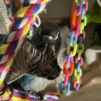 Bird Hut - Pet Stores Near Me - Portland, Oregon Bird Hut - Pet Stores Near Me - Portland, Oregon