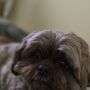 Photo of The Mutt Puddle
