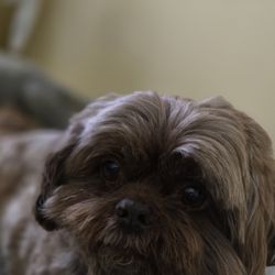The Mutt Puddle - Colt